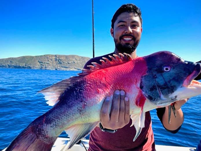 A smiling angler on a boat holds a California Sheephead with the water and land in the background