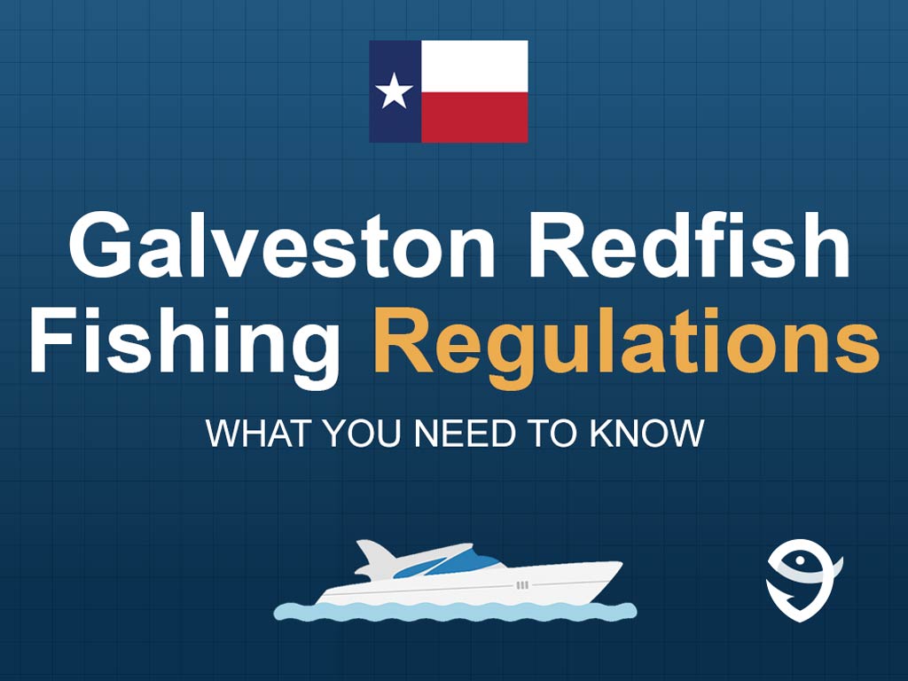 An infographic featuring the state flag of Texas and the title "Galveston Redfish Fishing Regulations" and text below it that says "what you need to know" against a blue background