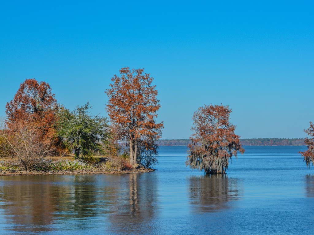 A photo of Lake Marion and the cypress trees growing in it.