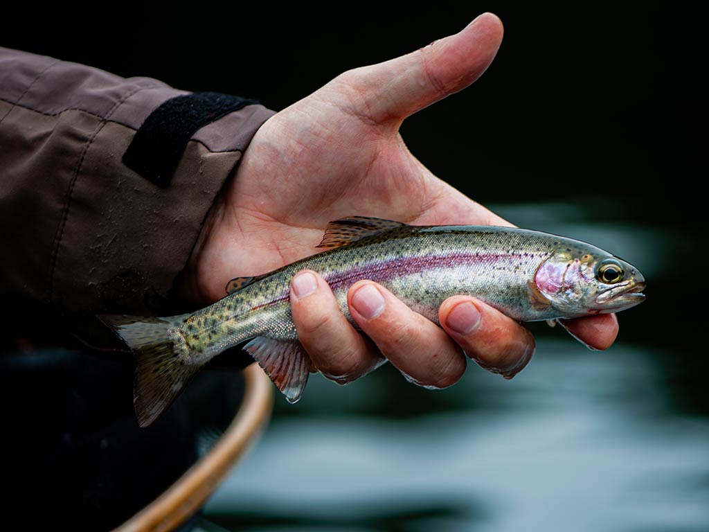 A closeup of a small Rainbow Trout being held by an angler 