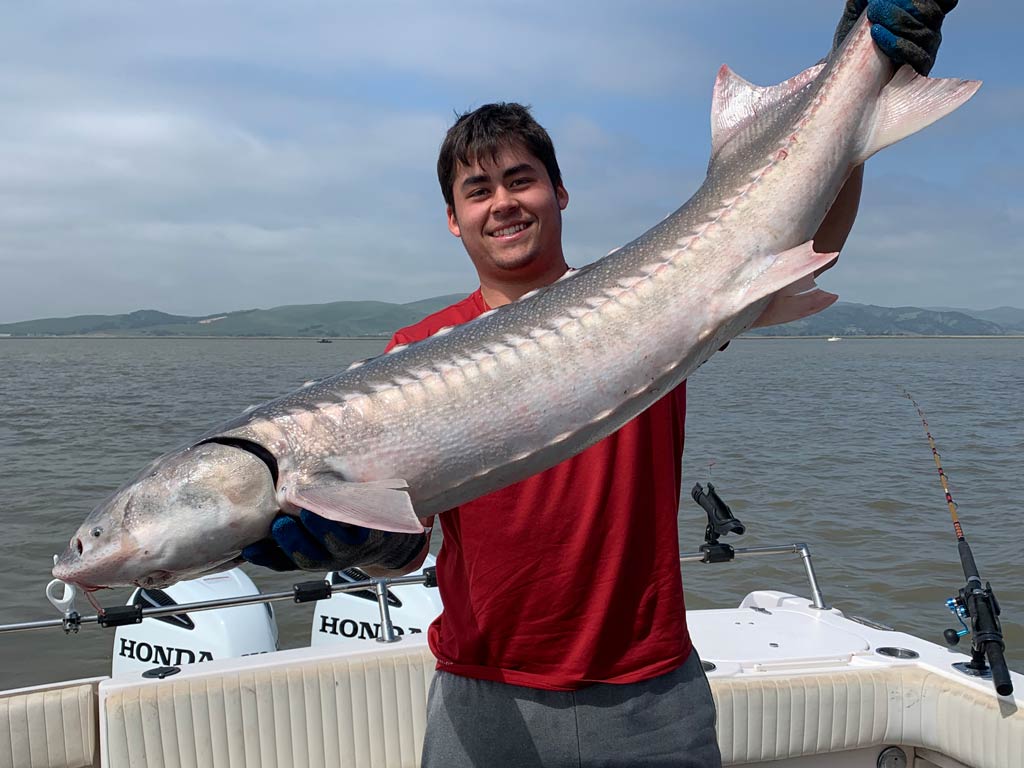 An angler posing with a large Sturgeon caught while fishing in the area around Emeryville.