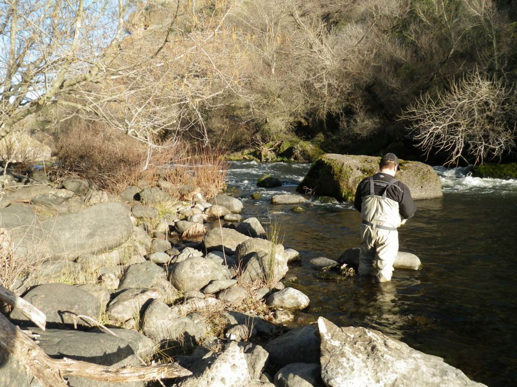 A rearview image of an angler wading through a rocky river on a sunny day