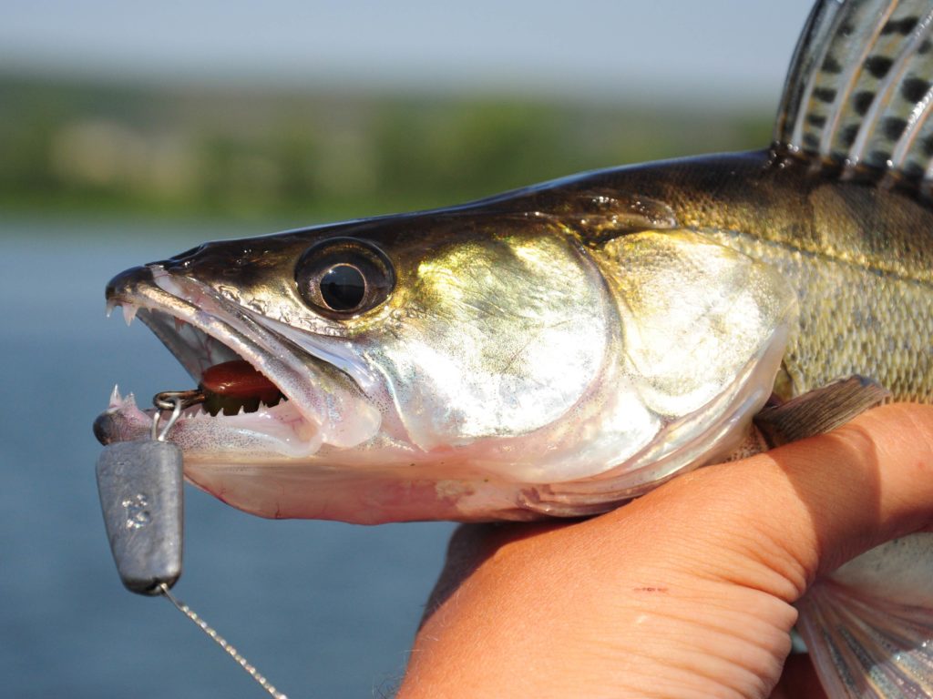 A close-up of a freshly caught Walleye with a fishing lure in its mouth