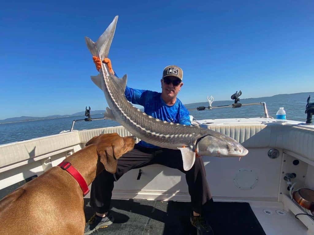 An excellent shot of a curious dog looking at an angler holding huge White Sturgeon while sitting on a California Delta fishing charter