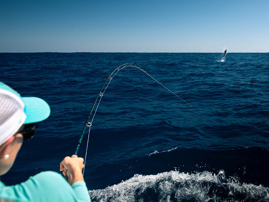 A rear-view shot of a female angler in a hat fly fishing with a Billfish on the end of her line in the Atlantic