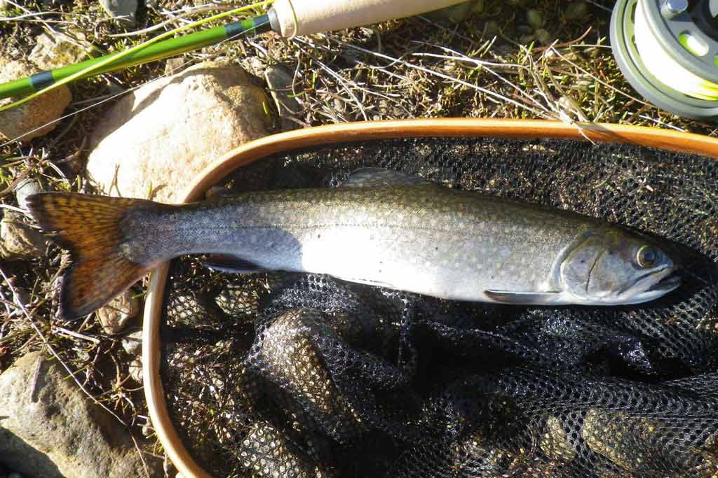 A Brown Trout in the net, in shallow water, with a fly fishing rod next to it