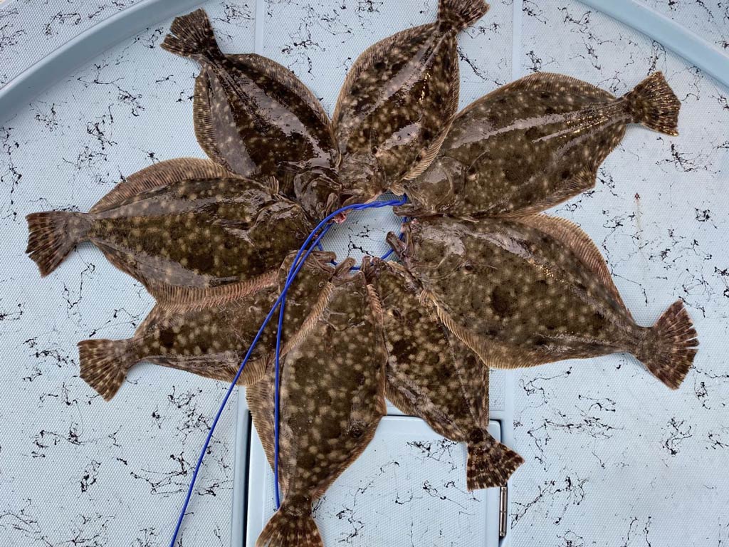 A photo of eight Flounders spread out in a circle on a fishing charter boat’s floor