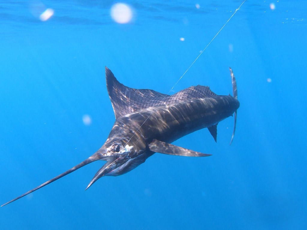 An underwater shot of a hooked Marlin.