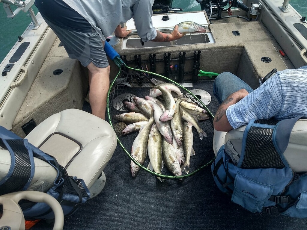 A picture showing two anglers on a charter fishing boat holding a large haul of small Walleye in Port Clinton, Ohio