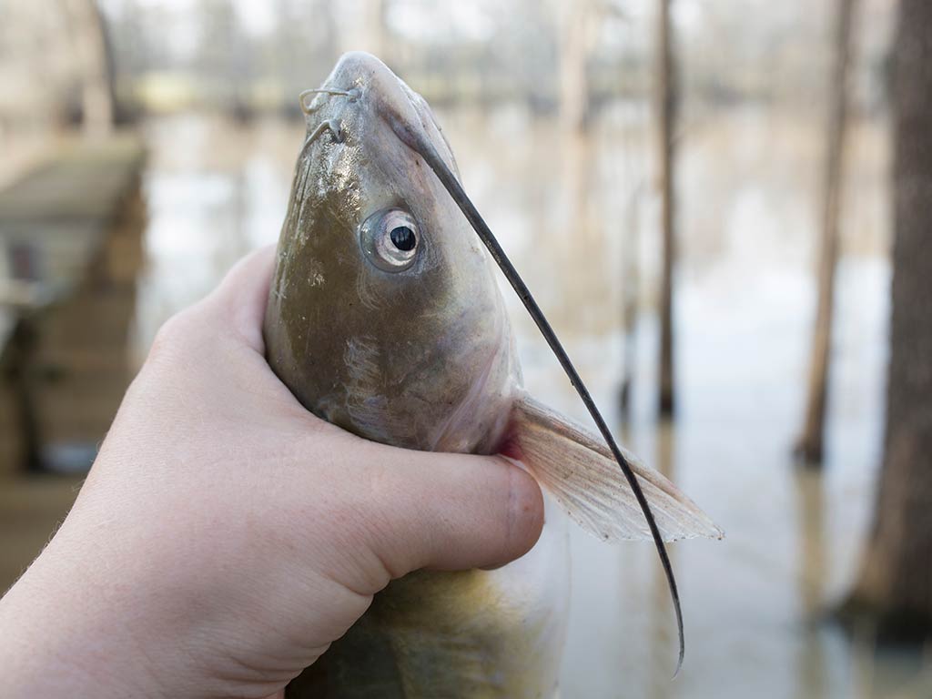 A closeup of a small Catfish caught while fishing in Louisiana