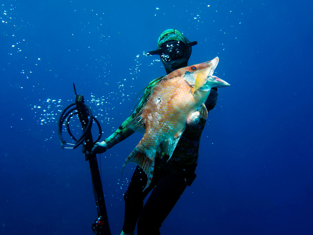 A spear angler in the deep blue water, holding a speargun in one hand and a Hogfish in the other