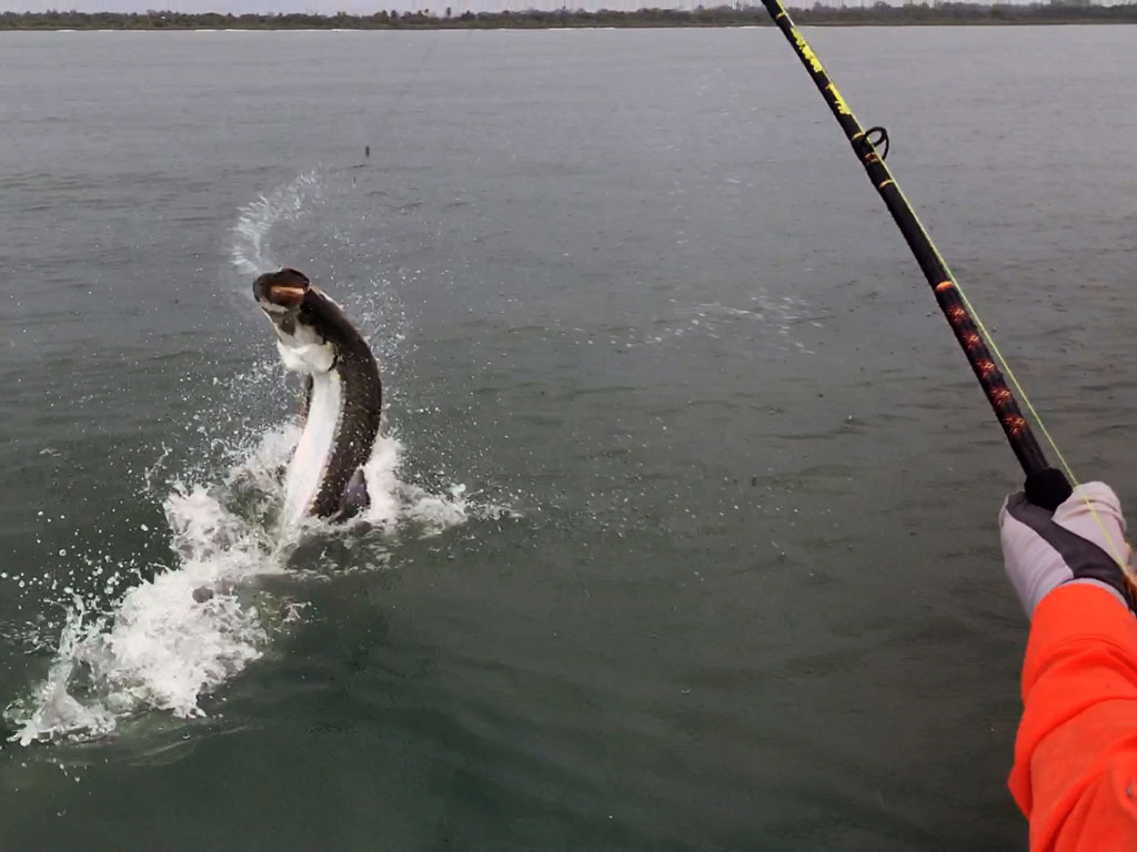 A hooked Tarpon leaping out of the water somewhere on the Caribbean coast of Costa Rica.