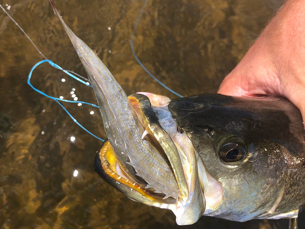 A closeup of a Speckled Trout caught with live bait in its mouth