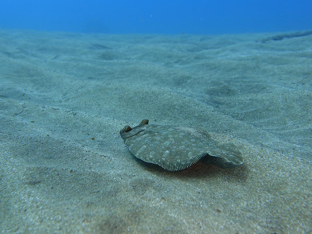 A closeup of a Flounder at the bottom of the seafloor.