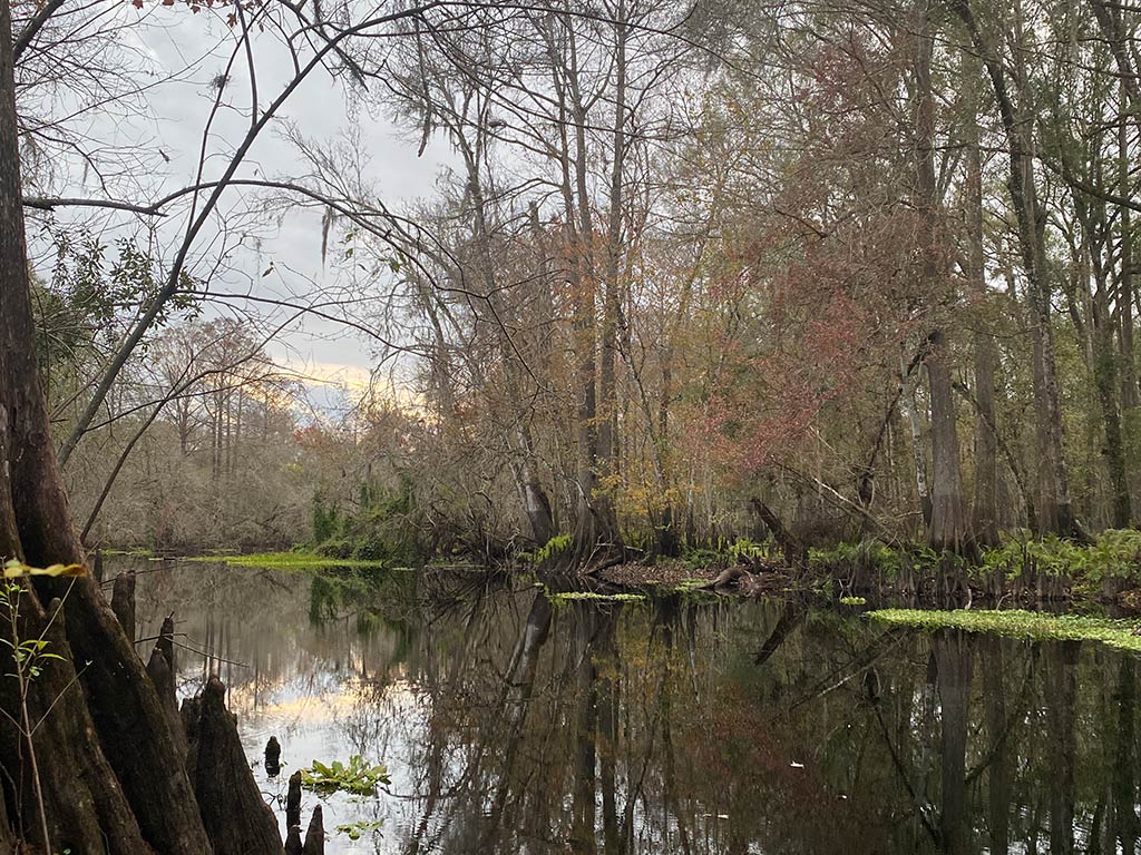 A view of a submerged forest in Louisiana's backcountry waters on a cloudy day