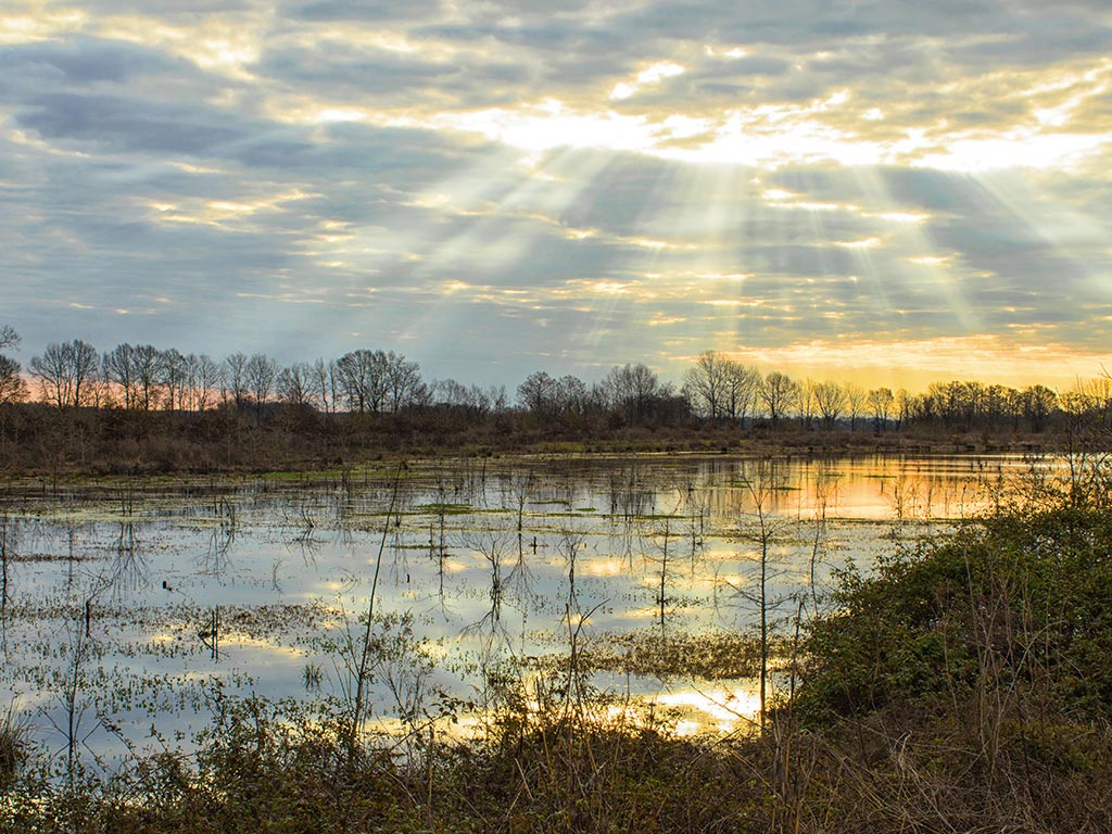 A marshland in Louisiana on a cloudy winter day.