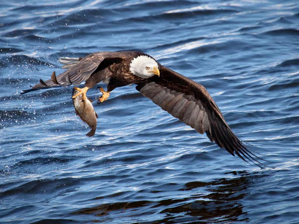 A shot of a bald eagle flying low above water carrying a fish in its right claw, symbolising fishing on Presidents' Day.