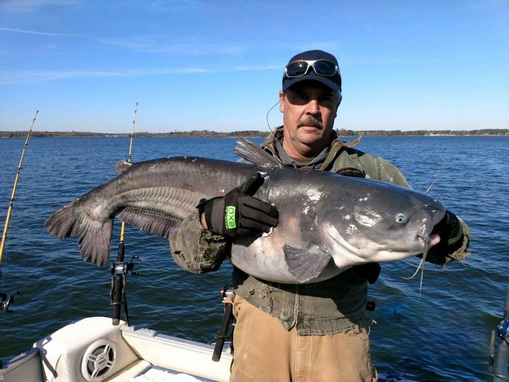 A captain holding a big Catfish caught during the fall fishing season in South Carolina