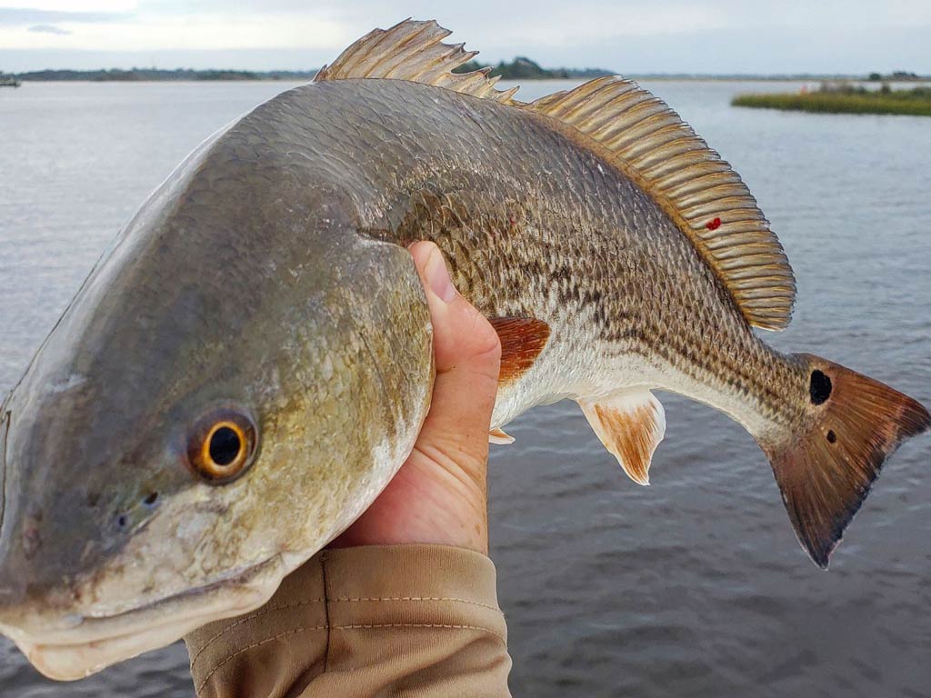 An close-up shot of a Redfish looking directly at the camera while an angler holds it up high with one hand only