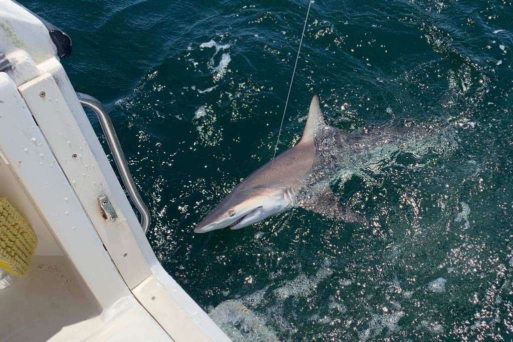 A Blacktip Shark caught on a fishing line, still in the water