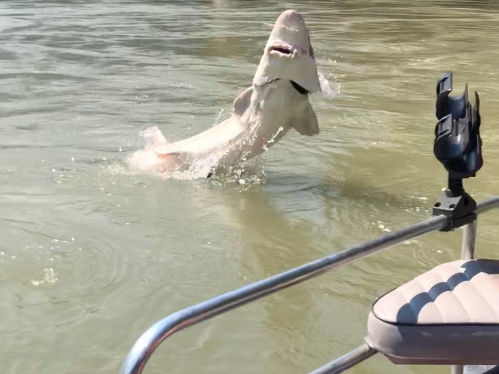 A photo of a White Sturgeon leaping out of the water, as taken from a boat on a clear day.