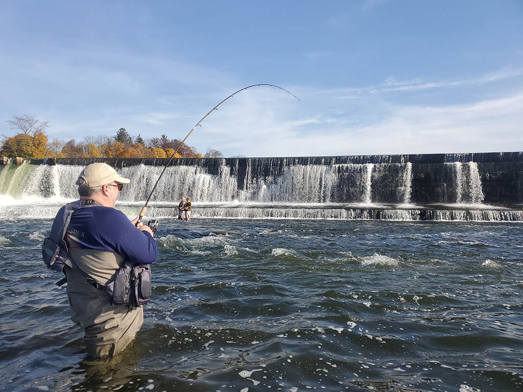 An angler wading in the Salmon River during peak fishing season with a dam in the background