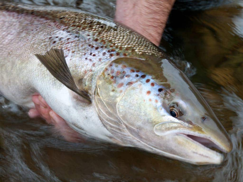 A closeup photo of the head of an Atlantic Salmon being held slightly out of the water.