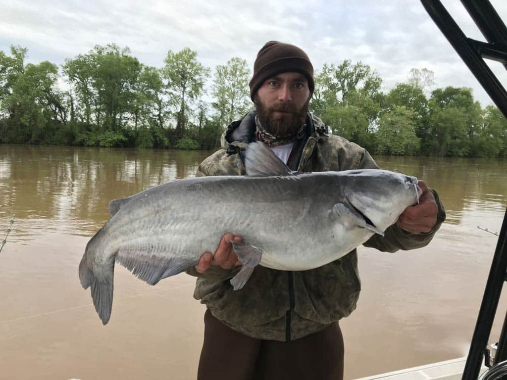 A photo of an angler posing against a background of a brown river and greenery on the opposite bank, taken during a spring day on a Tennessee River charter fishing boat, while holding a large Catfish