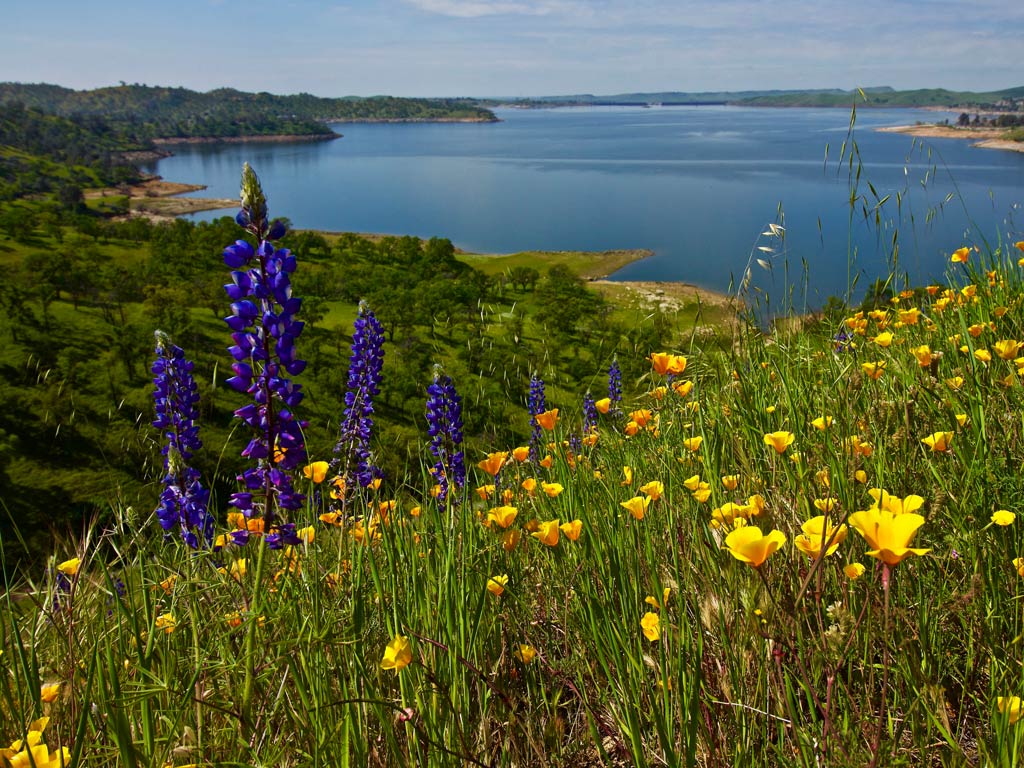 A beautiful photo of colorful purple and yellow flowers in the foreground, with Millerton Lake behind them in the distance on a bright and sunny spring day