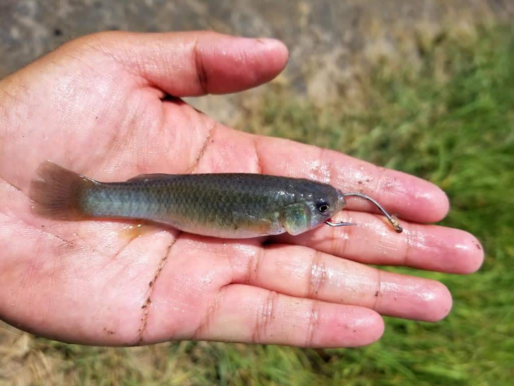 Flounder Fishing in North Carolina The Complete Guide