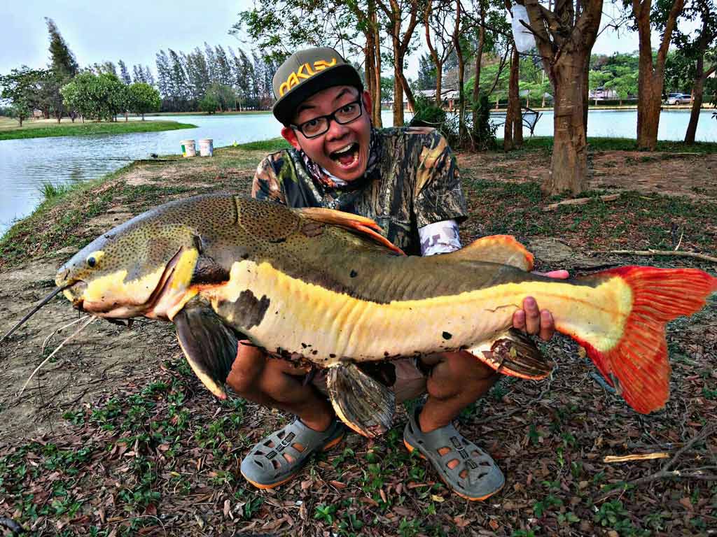 A youthful angler wearing a baseball cap and glasses crouching on the shore of resort lake in Thailand and holding a huge Redtail Catfish he caught.