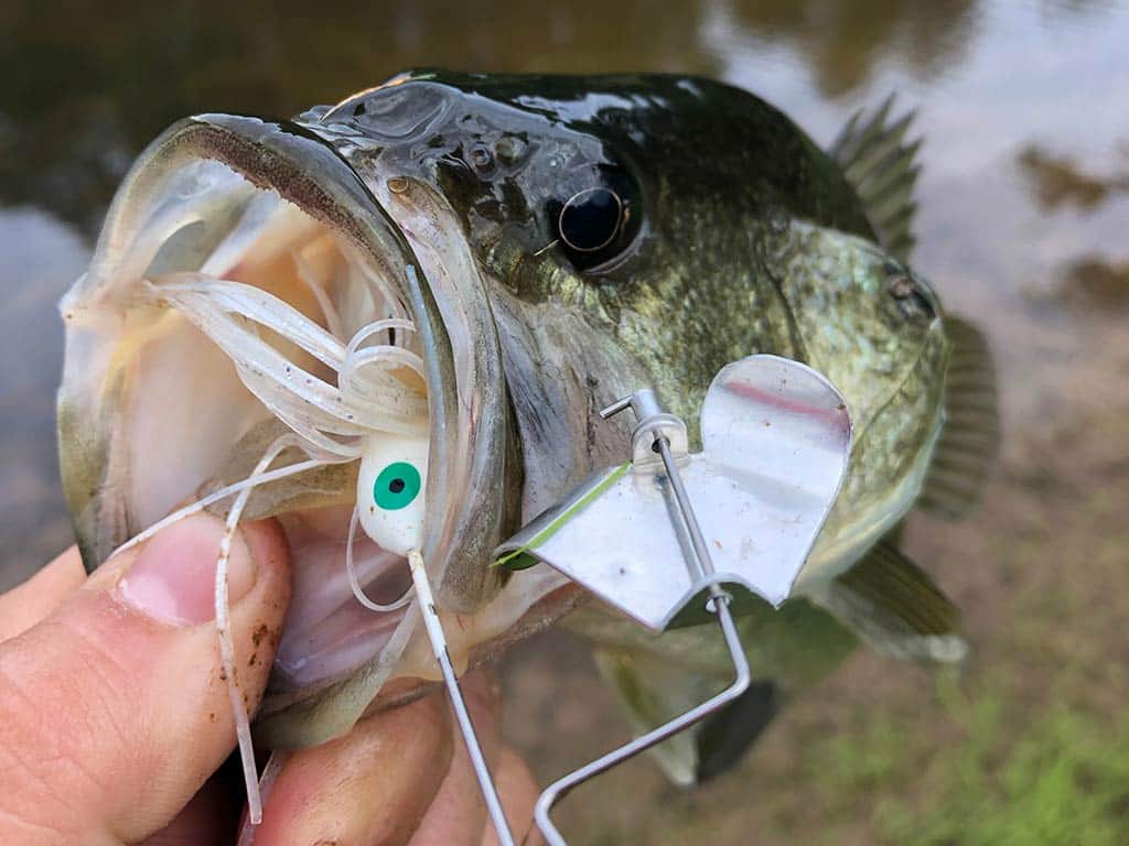 A closeup of a Bass fish with a spinnerbait in its mouth, stuff held by its mouth by a successful angler