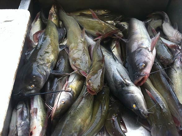 A closeup of a number of Catfish in a box on a boat after being caught in Texas