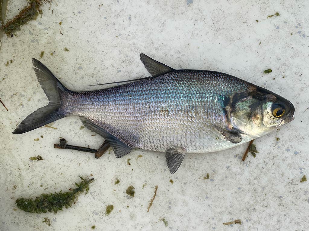 A view from above of a Shad fish on the floor of a boat in Texas