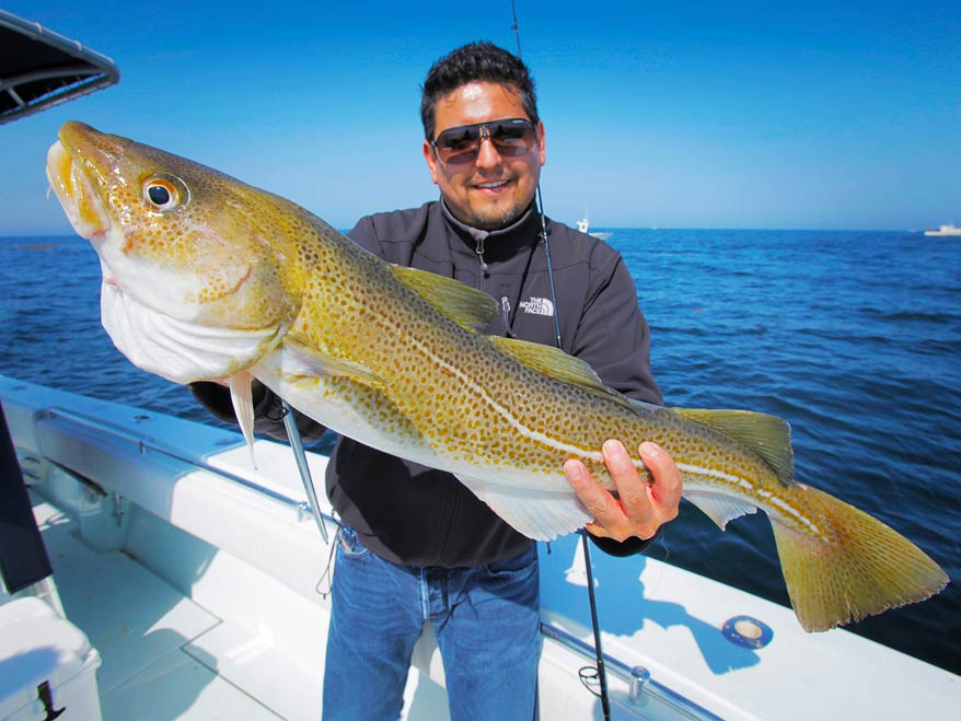 A smiling angler in sunglasses holding a large Cod on a boat caught while fishing in Gloucester, MA, on a sunny day