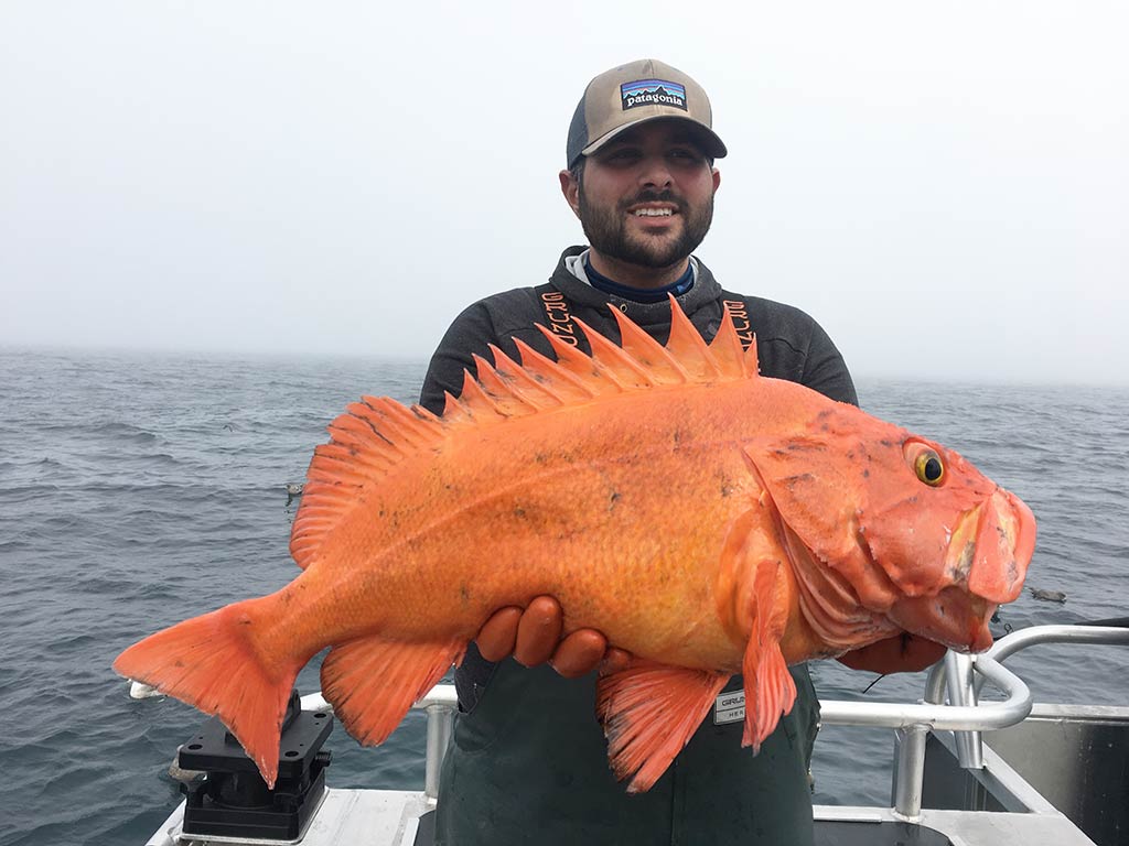 A man wearing a cap, standing on a boat with the water and grey skies behind him, holding a large, brightly-colored orange Rockfish in Alaska