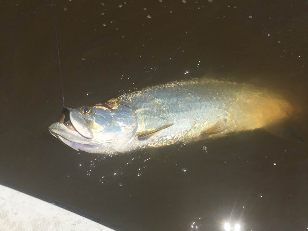 A photo featuring a Tarpon on the surface but still in the water caught while night fishing in St. Simons 