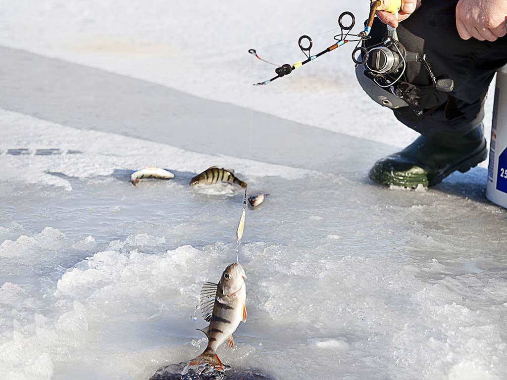 A closeup of a fishing hole in the ice near Anchorage, AK, with a small Perch being pulled out by a fishing line