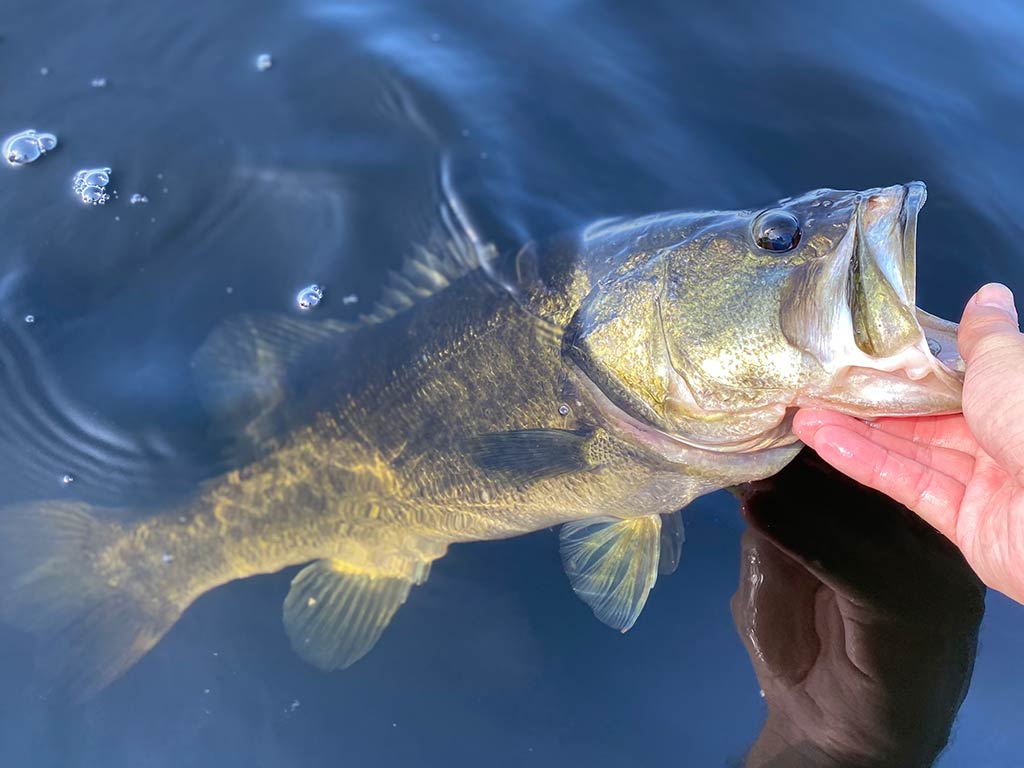 A closeup shot of a Largemouth Bass being held by the mouth, mainly submerged in the water on Lake Toho