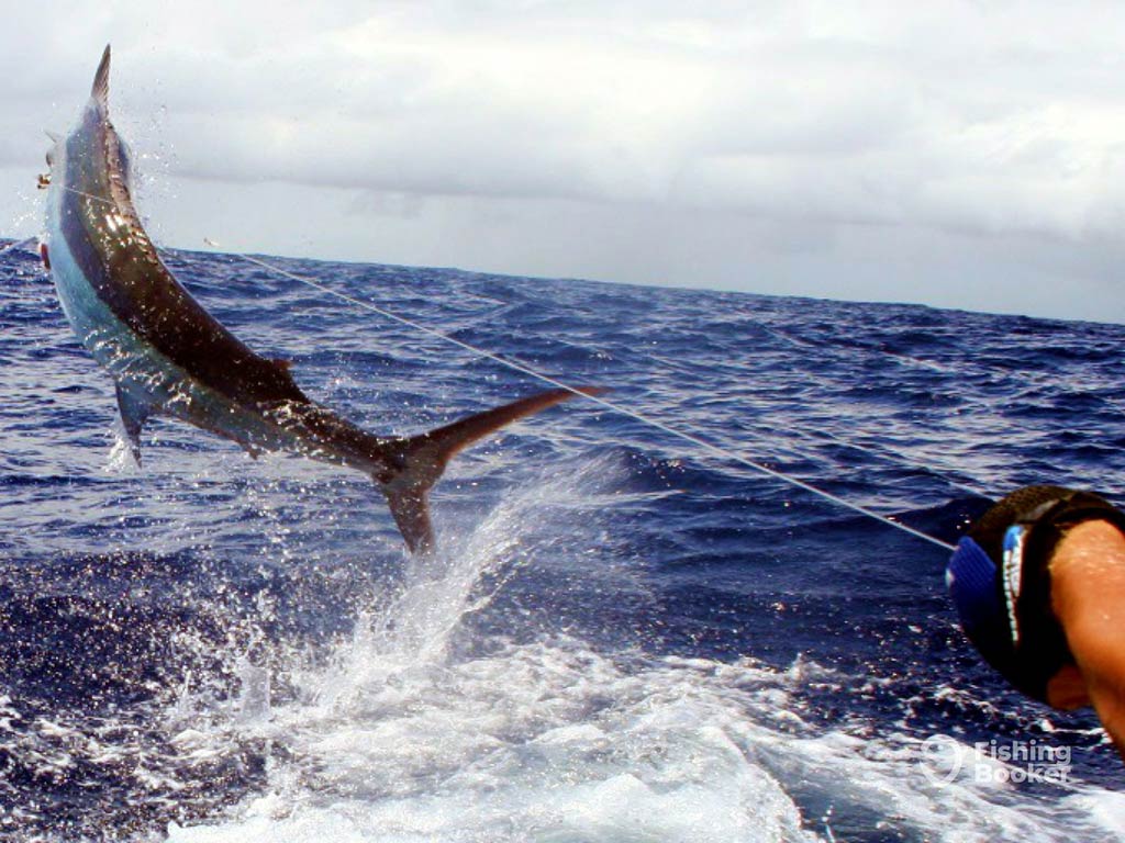 A view from behind of a Marlin being handlined into a boat, leaping out of the water, with a hand holding the line visible on the right of the image