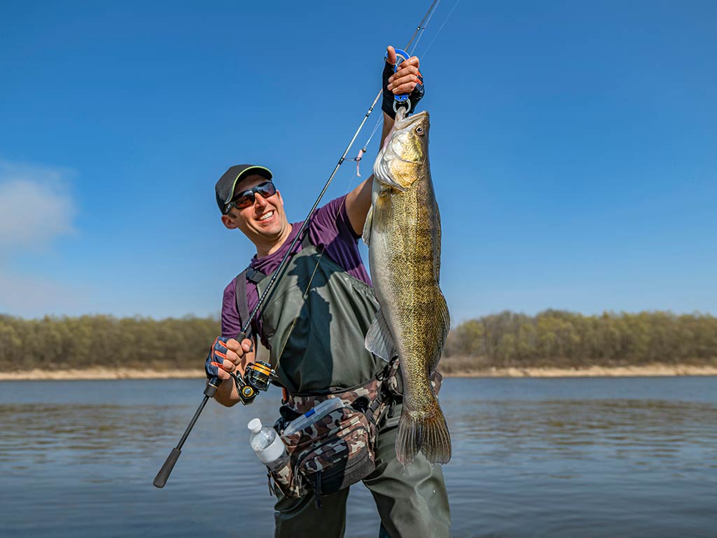 An angler wearing wading gear, sunglasses, and a baseball cap, standing knee-high in the water on a sunny day and holding a Walleye on the end of his fishing line in one hand and a rod in the other