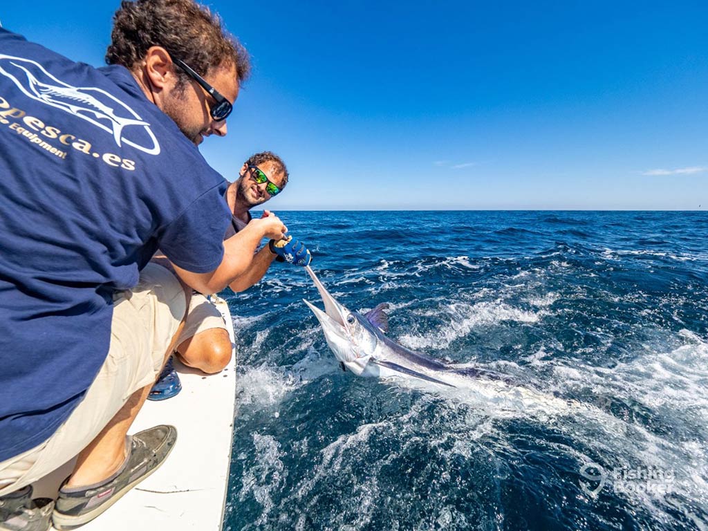 Two anglers struggle over the side of a boat as they pull in a Billfish from crystal clear waters on a sunny day