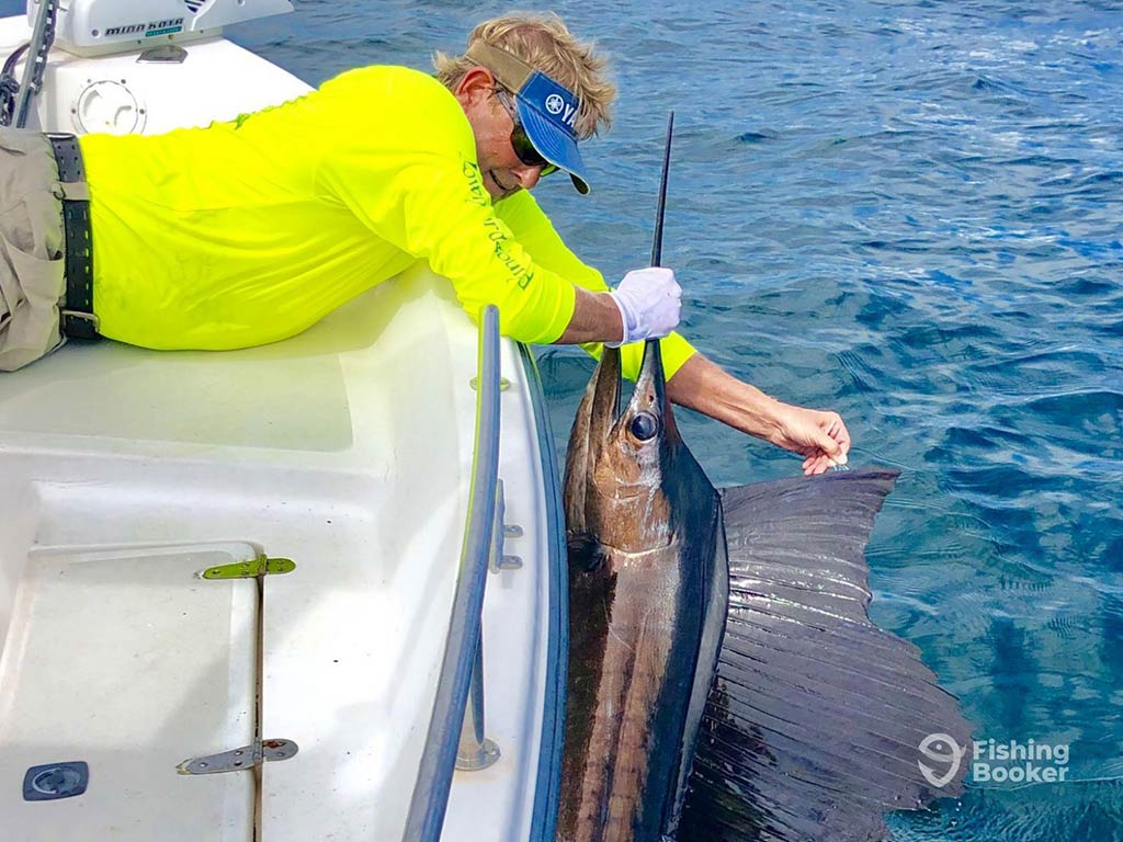 An angler in a yellow shirt hangs over the side of a boat and holds a Sailfish by the bill on a fishing trip out of Navarre, FL