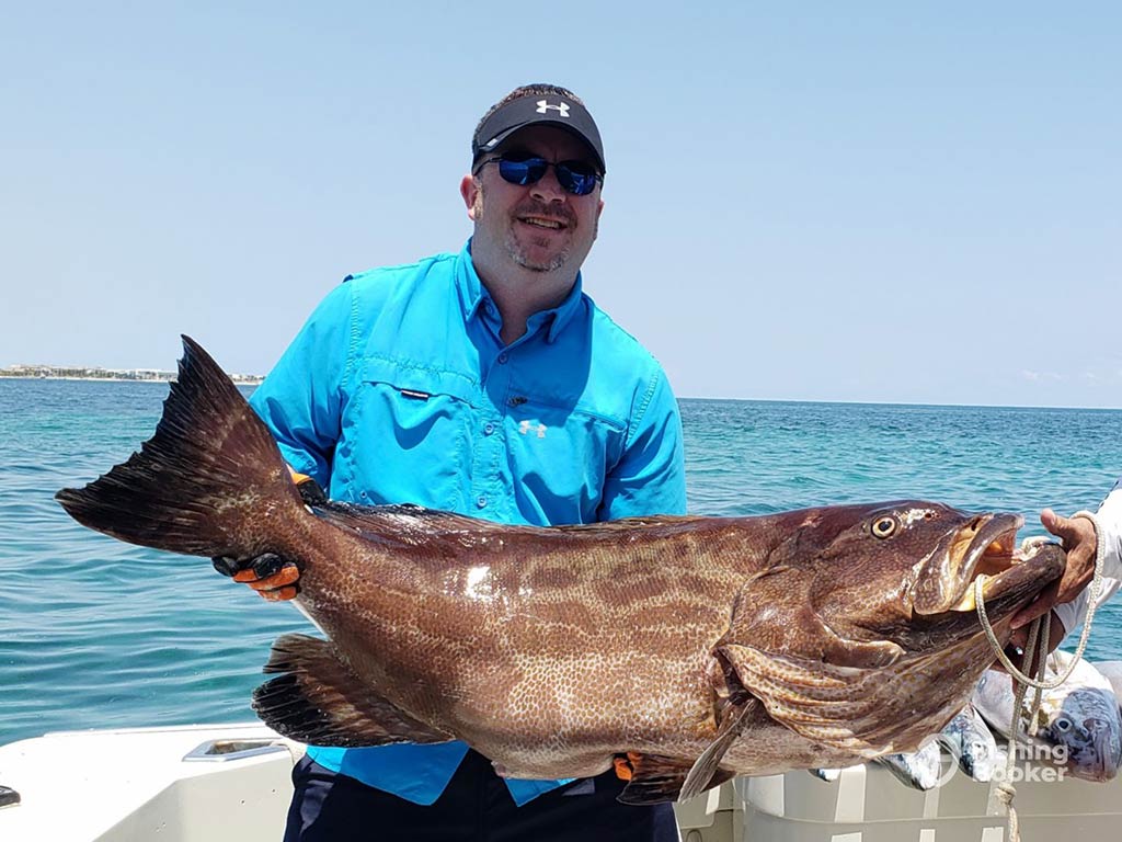 A middle-aged man in a blue shirt, baseball cap, and sunglasses holds a large Grouper up on a fishing boat, with the water behind him on a clear day