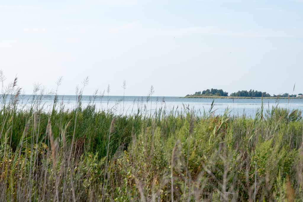 A view across a grassy shoreline towards the waters of the Chesapeake Bay near Rock Hall, Maryland