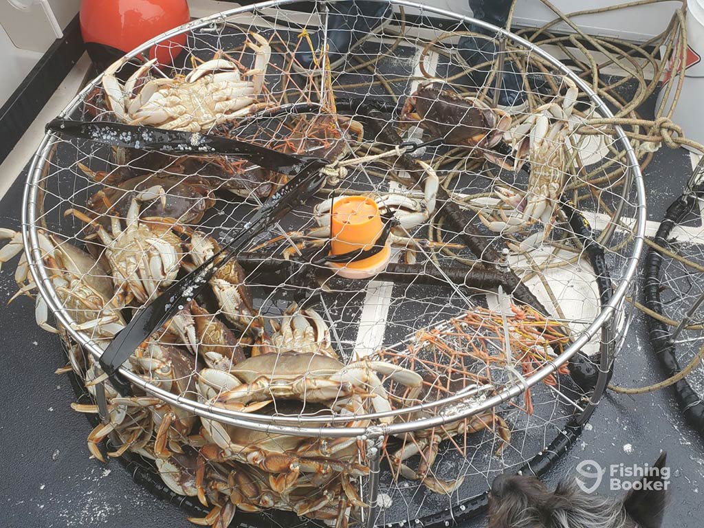 A crab trap full of Crabs, caught while fishing in Ucluelet on a boat, with netting and some sea grass visible among the netting