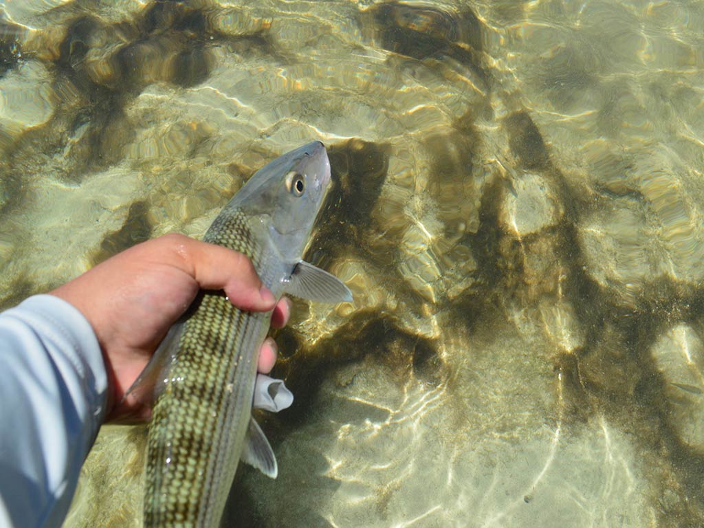 A closeup of a Bonefish being held above the clear, shallow waters of the flats on a sunny day