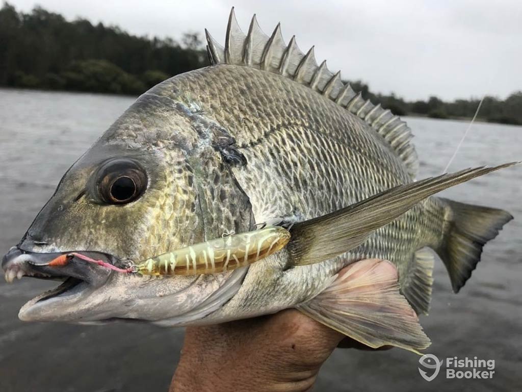 A closeup of a Black Bream held up on a cloudy day on a fishing boat, with water and some shoreline trees in the distance