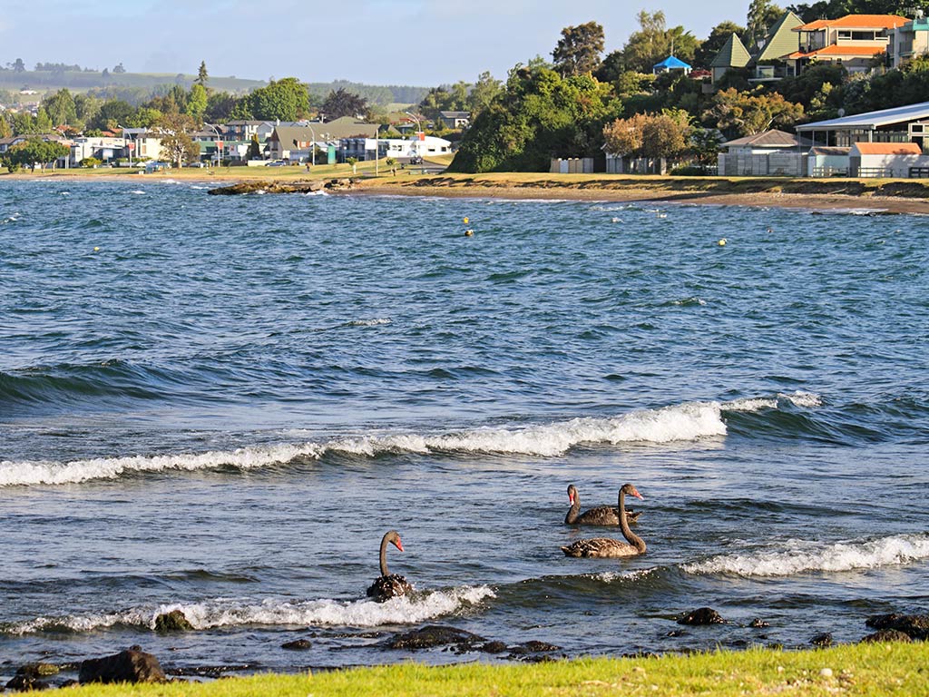 A across the shore towards the town of Taupō, with waterfront houses visible in the distance and some ducks visible in the foreground on a clear day