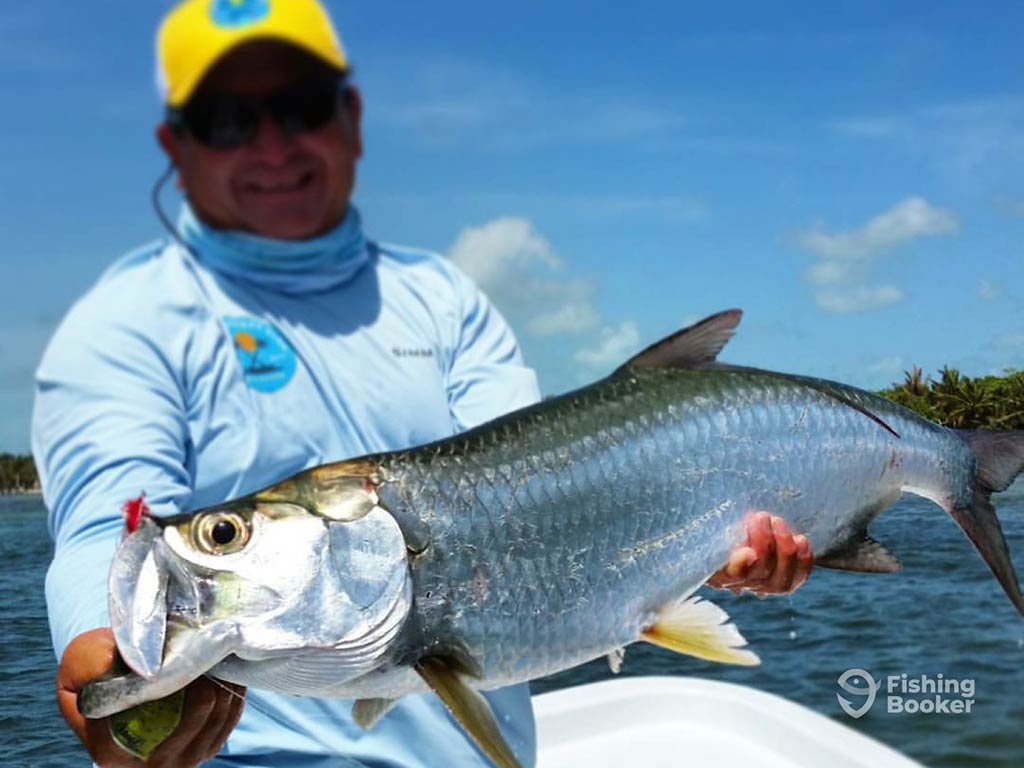 A closeup of a Tarpon being held by an angler wearing a light blue shirt, caught while flats fishing in San Pedro, Belize on a sunny day